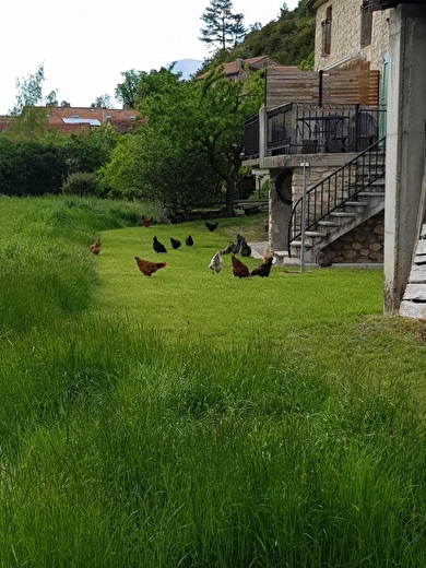 Les poules du propriétaire devant le gite