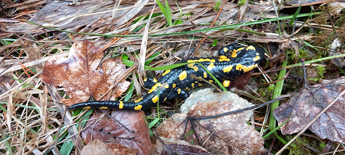 Rando Sur les traces de la Faune du Vercors avec Christophe Pelet