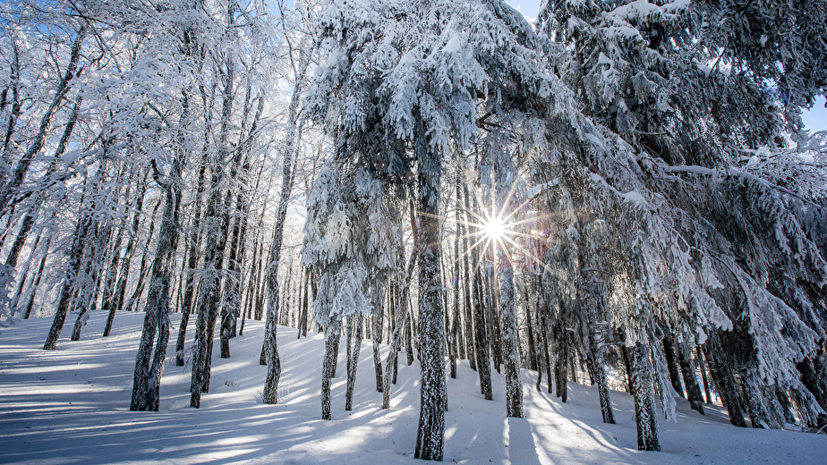 Ambiance des forêts enneigées
