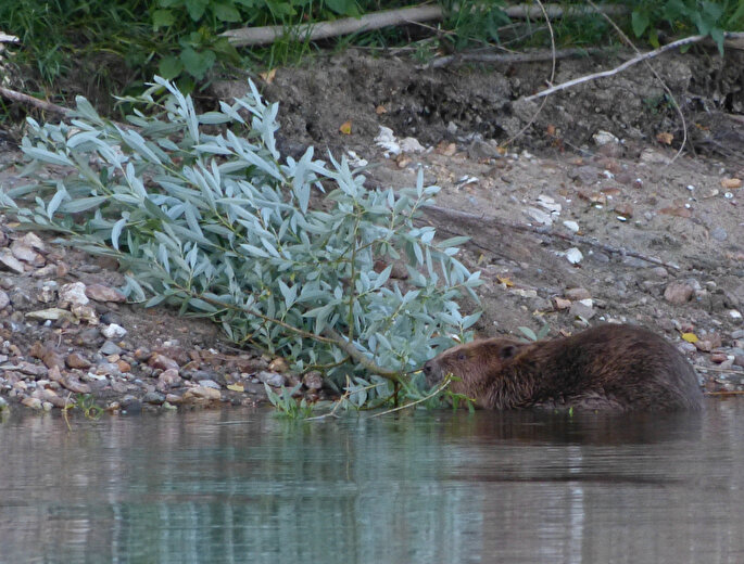 Summer nature walk near La Motte – In the footsteps of the beaver