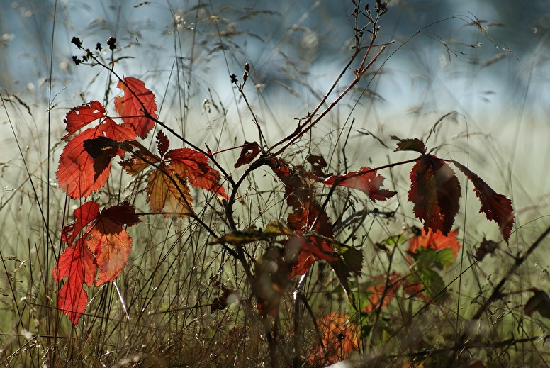 Exposition Photographique- Faune et Flore du Parc du Vercors