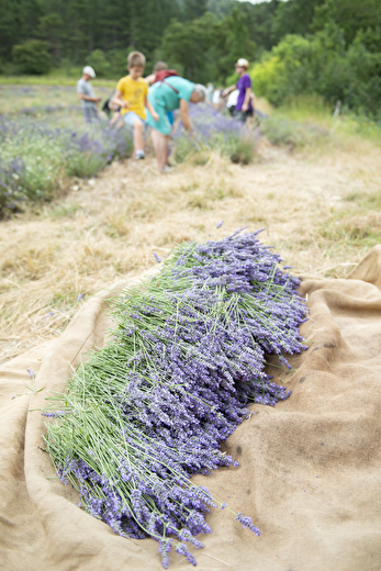 Atelier de Distillation à l'Ancienne de la Lavande au Vercors