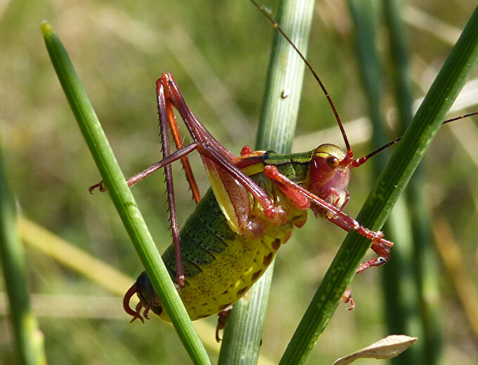 Uitstapje in de natuur – een blik op de insecten