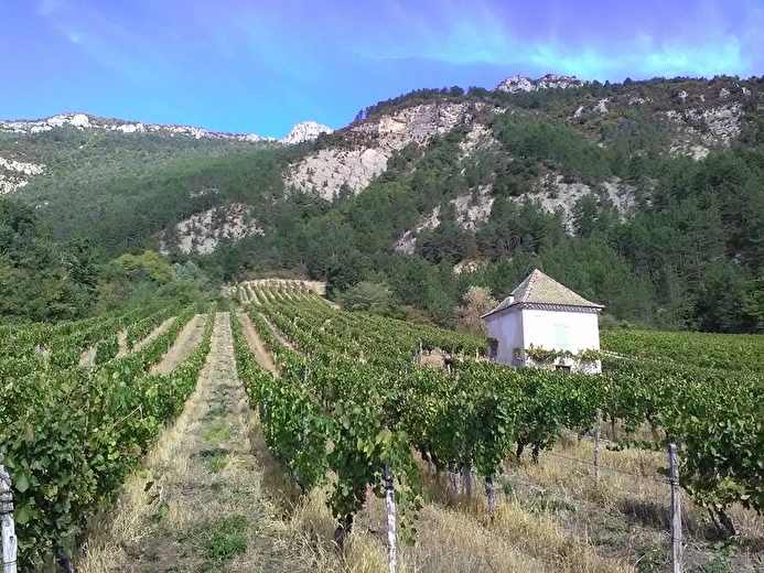 Cave Poulet et Fils (winery)