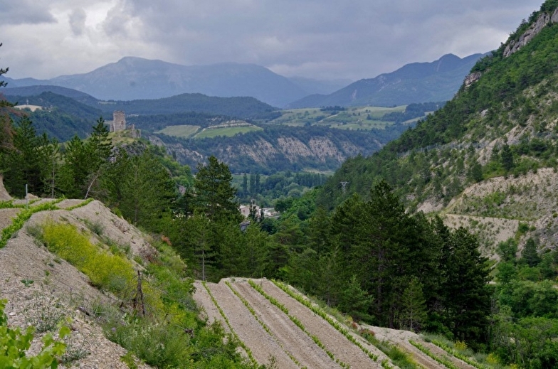 Cave Poulet et Fils (winery)