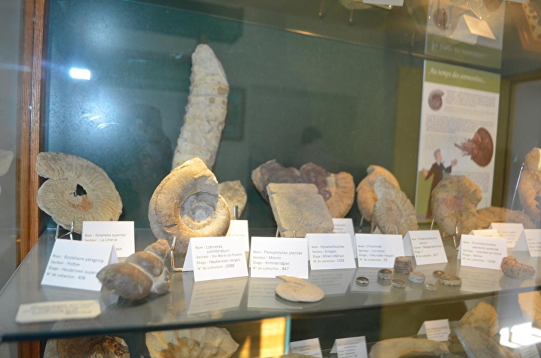 Fossiles de l'Abbé Froment - Exposition