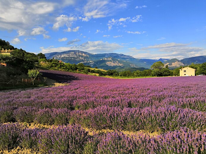 Bleudiois - Distillerie de Lavande