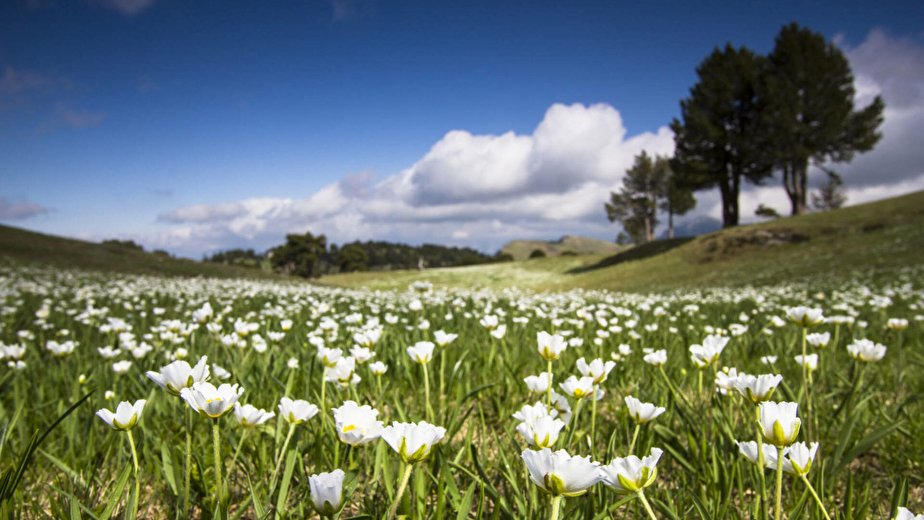 Renoncules dans le vallon de Combau