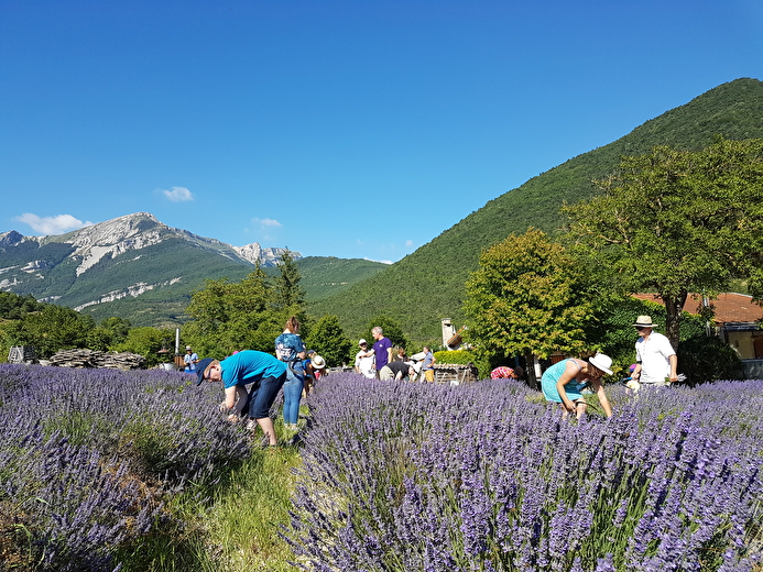 Récolte de lavande-Atelier vis la vie de paysan