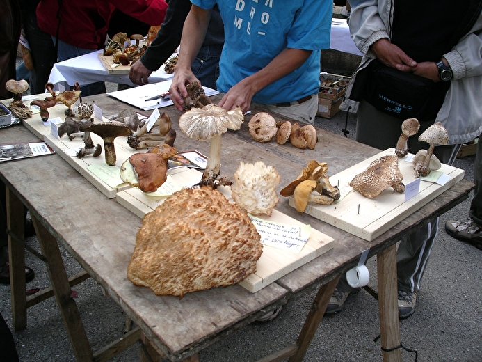 Fête Mycologique