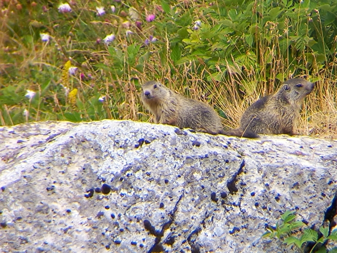marmottes