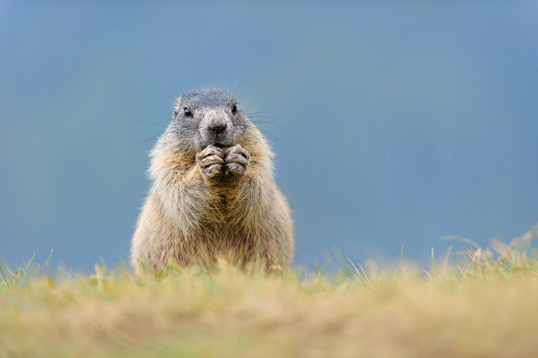 Natuuruitstapje - Ontmoet de marmotten (wandeling met een ezel) met Le Bureau Montagne