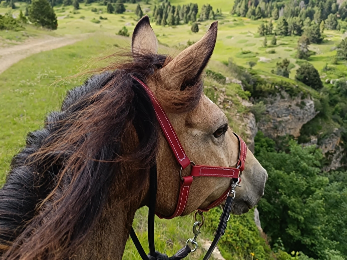 Cheval