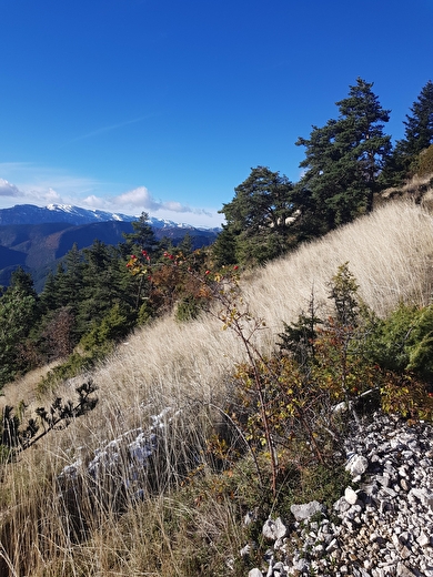 Eco-hébergeur La Sauvagine