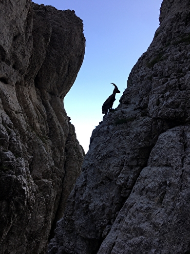 Bouquetin qui grimpe la falaise