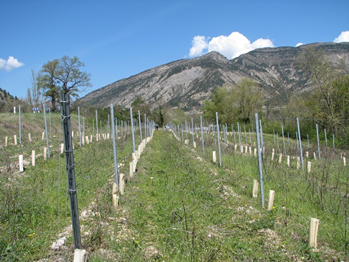 Cave Poulet et Fils (winery)