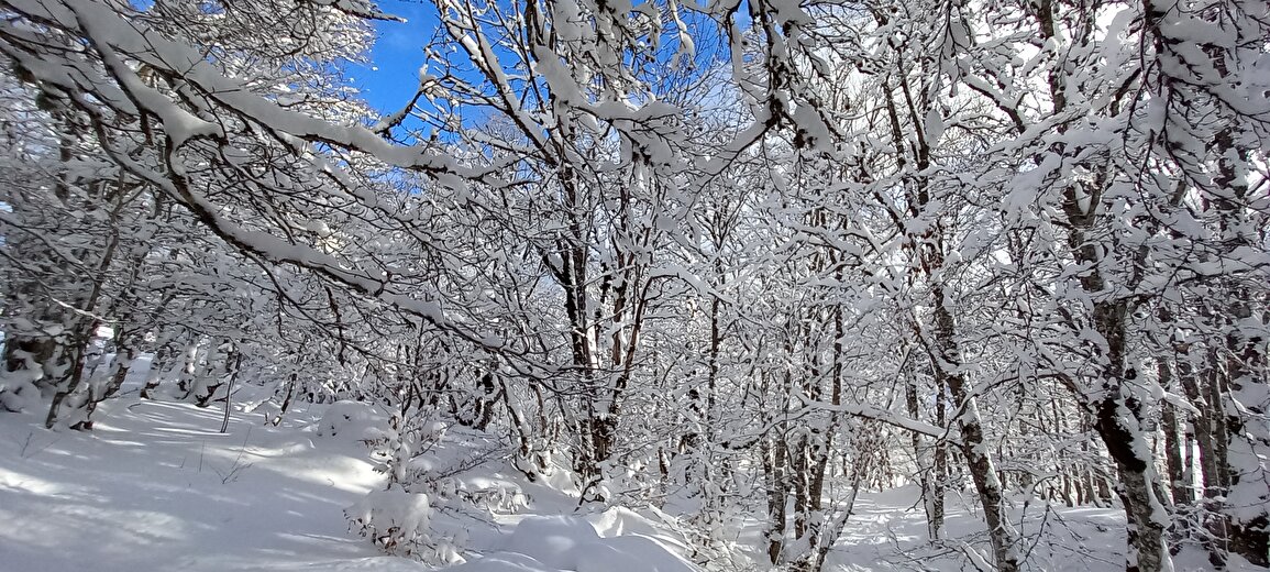 Rando en raquettes - Pistes et traces en forêt du Vercors avec Christophe Pelet