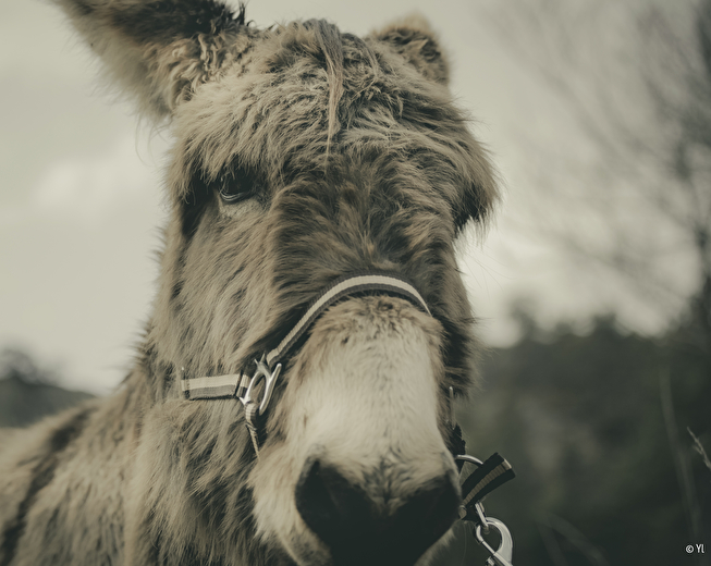 âne de la Flânerie