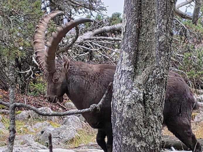 Rando Sur les traces de la Faune du Vercors avec Christophe Pelet