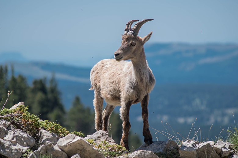 Bouquetin du Vercors