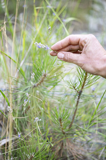 Balade guidée lavande avec la Distillerie des 4 Vallées