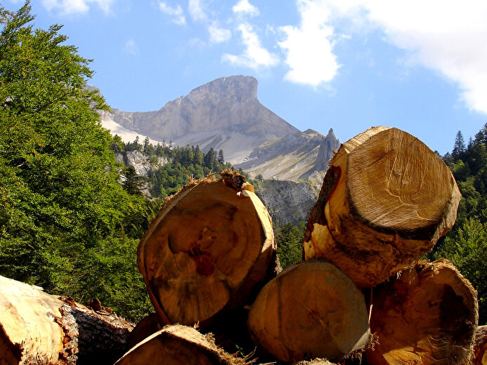 Sortie en forêt et visite guidée de la Maison du Patrimoine