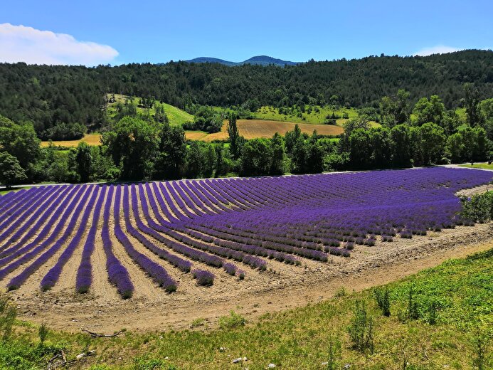 Bleudiois - Distillerie de lavande