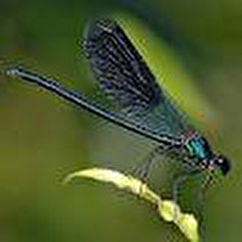 Marais des Bouligons