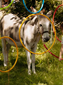 Découverte des ânes autour d'atlier à franchir