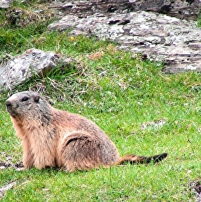 De crêtes en plateaux avec des ânes