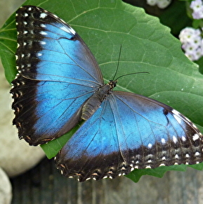 Morphos