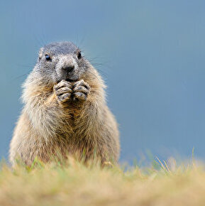 Natuuruitstapje - Ontmoet de marmotten (wandeling met een ezel) met Le Bureau Montagne