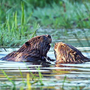 Natuuruitstapje - In het spoor van de bever met het bergbureau
