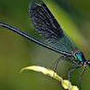 Marais des Bouligons