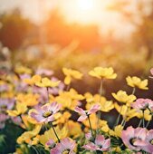 Fête aux Plantes Rares