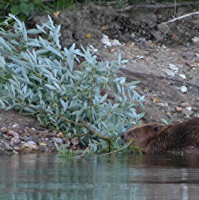 Summer nature walk near La Motte – In the footsteps of the beaver