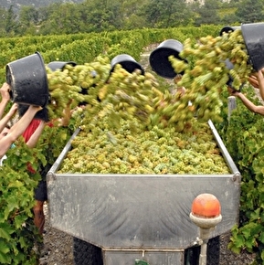 Cave Vincent - Domaine de Magord Winery
