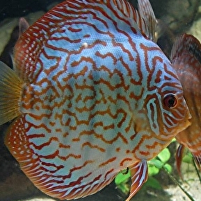 Aquarium des Tropiques