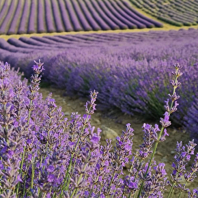 Lavande