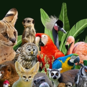 Le Zoo d'Upie
