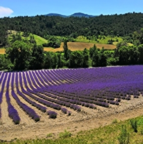 Bleudiois - Distillerie de lavande